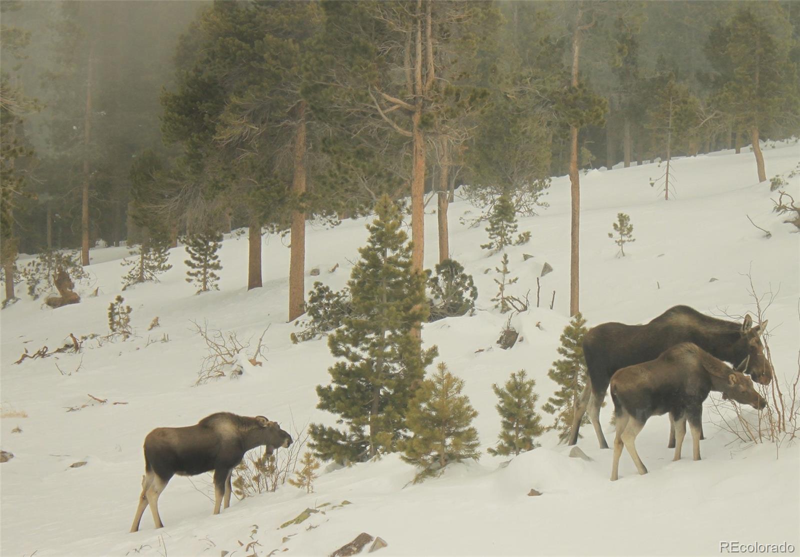MLS Image #39 for 200  kimwood road,black hawk, Colorado
