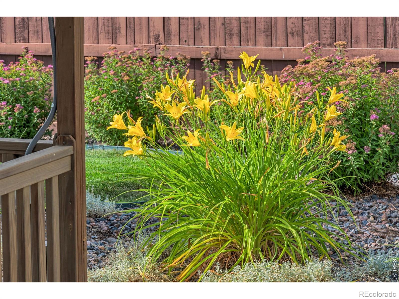 MLS Image #18 for 6015  yellowtail street,timnath, Colorado