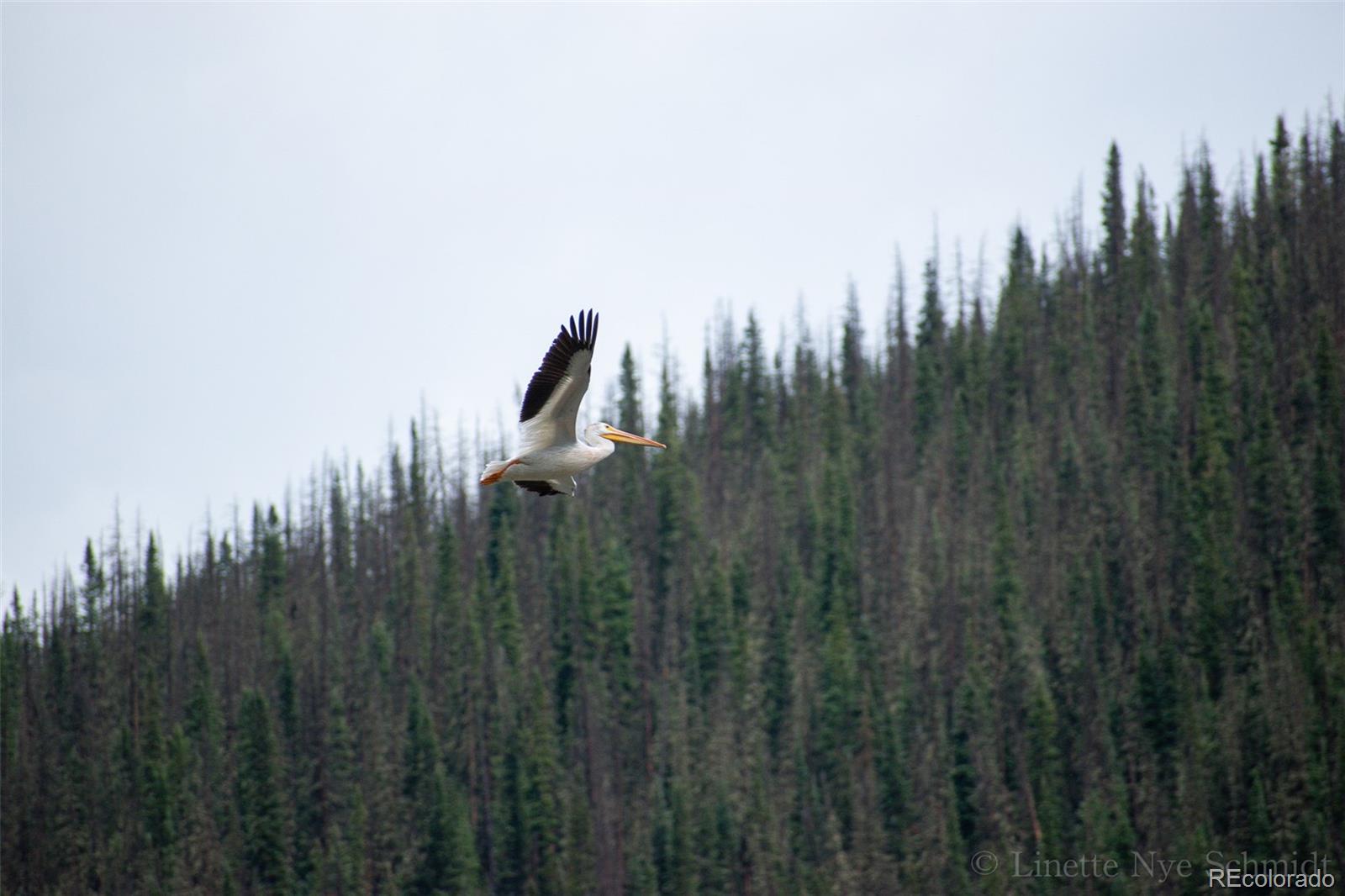 MLS Image #19 for 4100  usfs 515 road,creede, Colorado