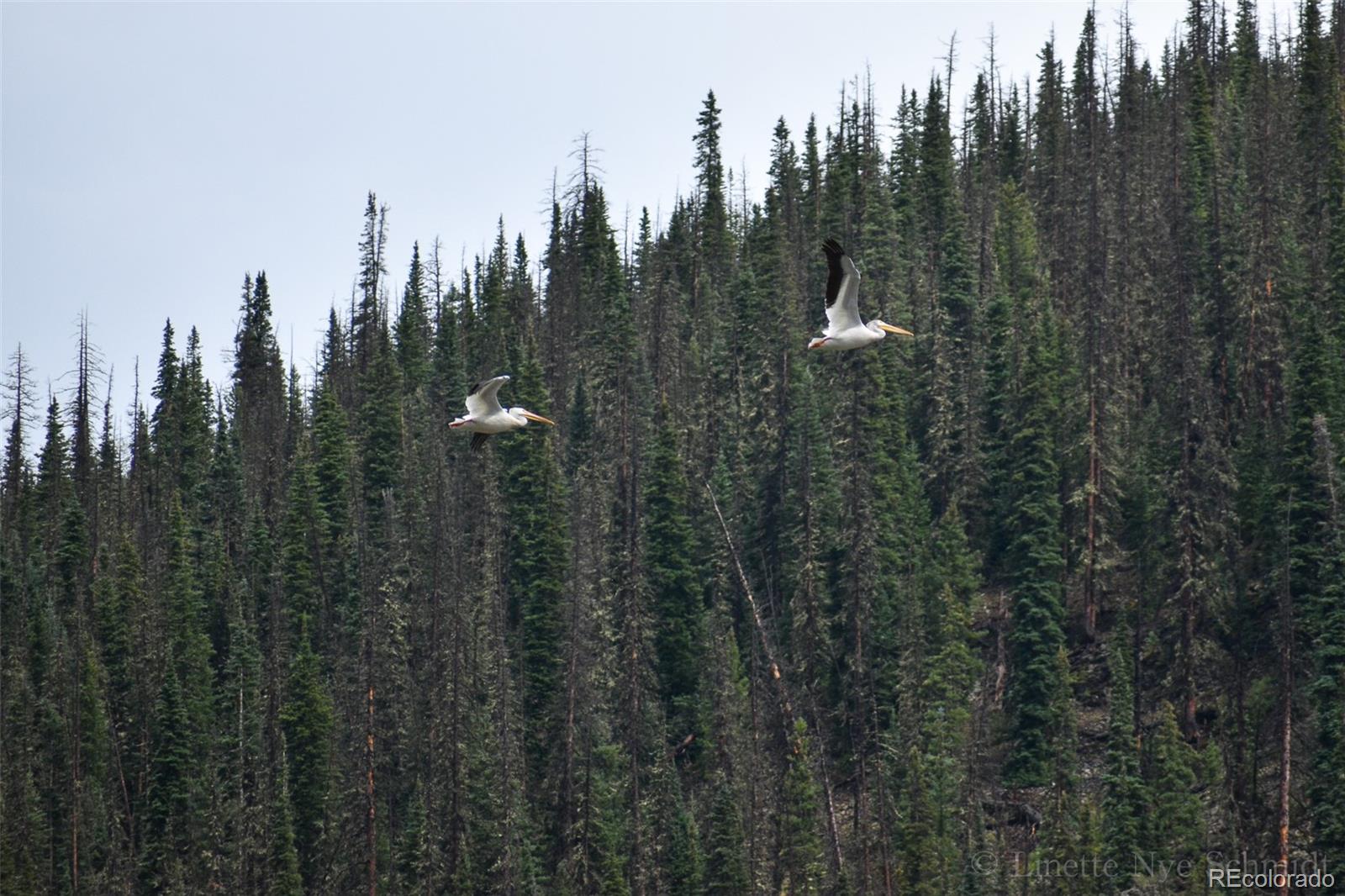 MLS Image #20 for 4100  usfs 515 road,creede, Colorado