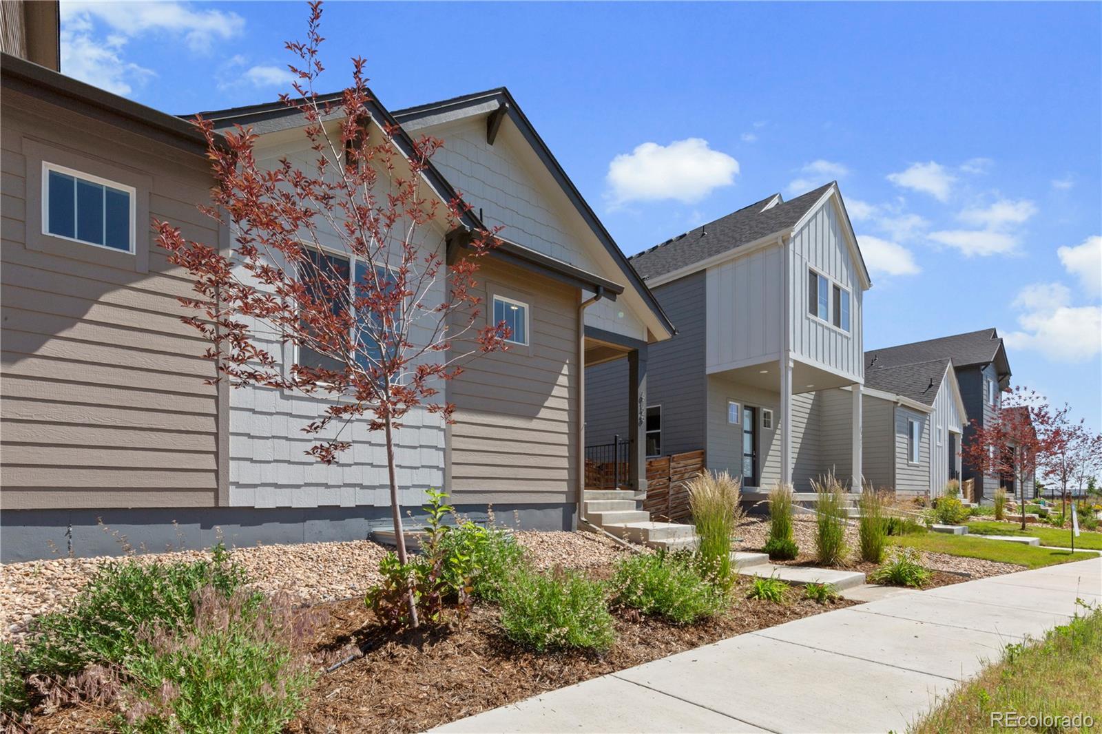 Report Image #1 for 6129  Zebulon Place,Timnath, Colorado